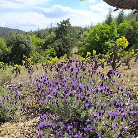 With Private Pool And Panoramic View Villa Félines-Minervois